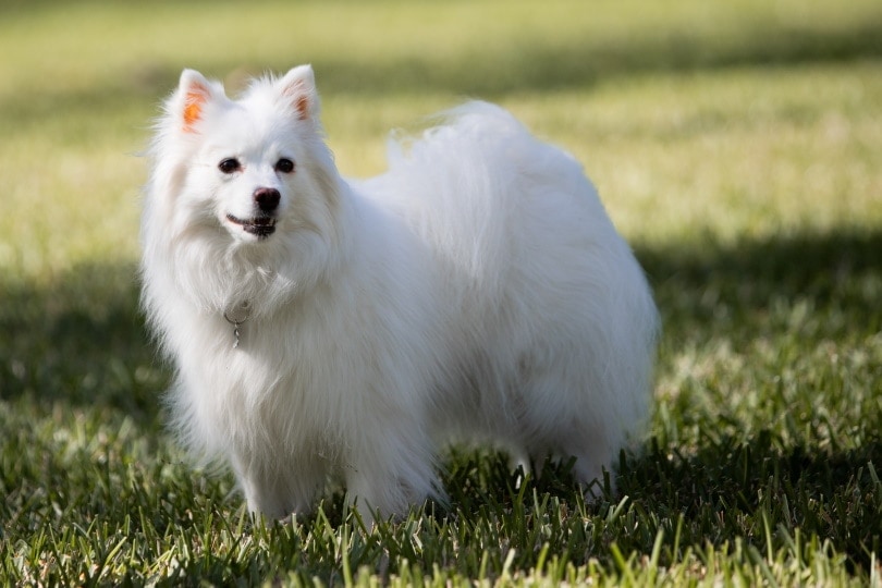 American Eskimo Dog standing on grass