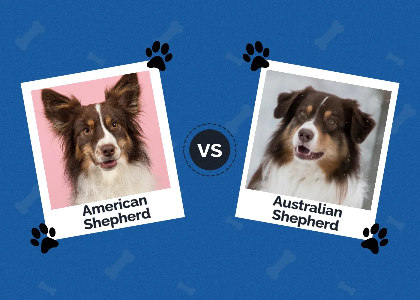 American vs Australian Shepherd - Featured Image