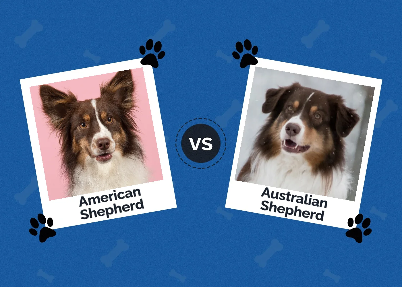 Australian Shepherds vs Border Collies - Similarities and Differences