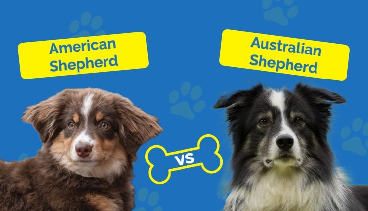 American vs Australian Shepherd