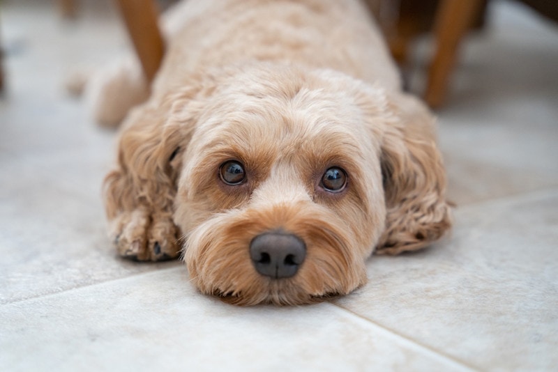 are cockapoos hypoallergenic