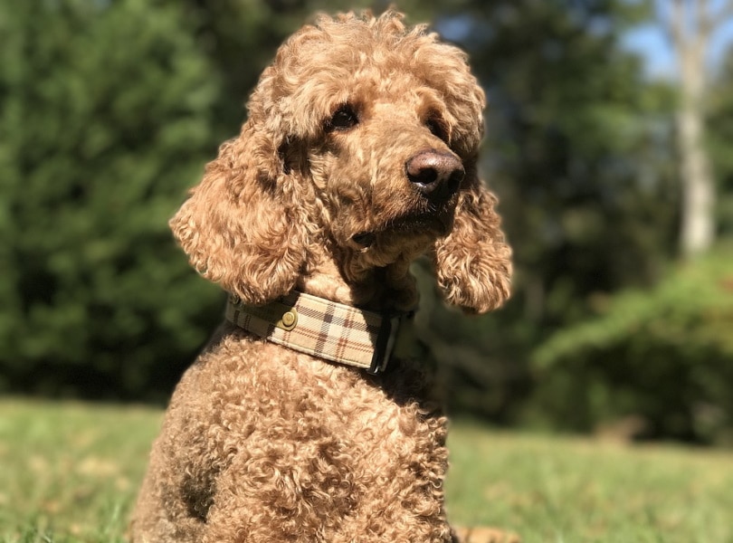 Apricot poodle sitting in the grass