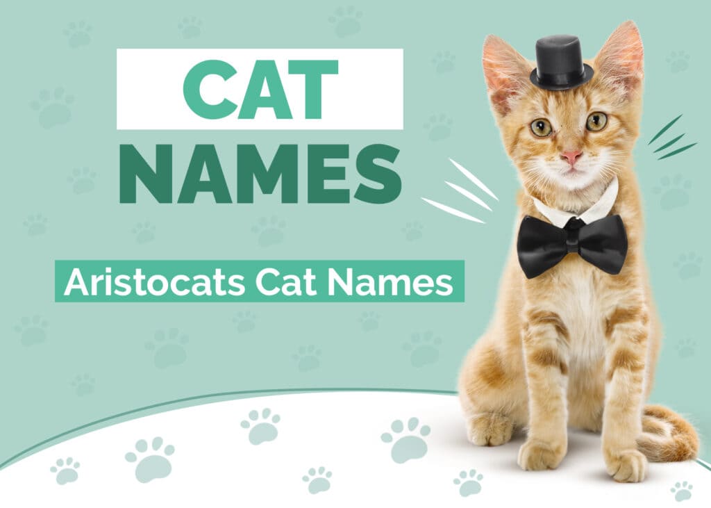 Cat Names From The Aristocats