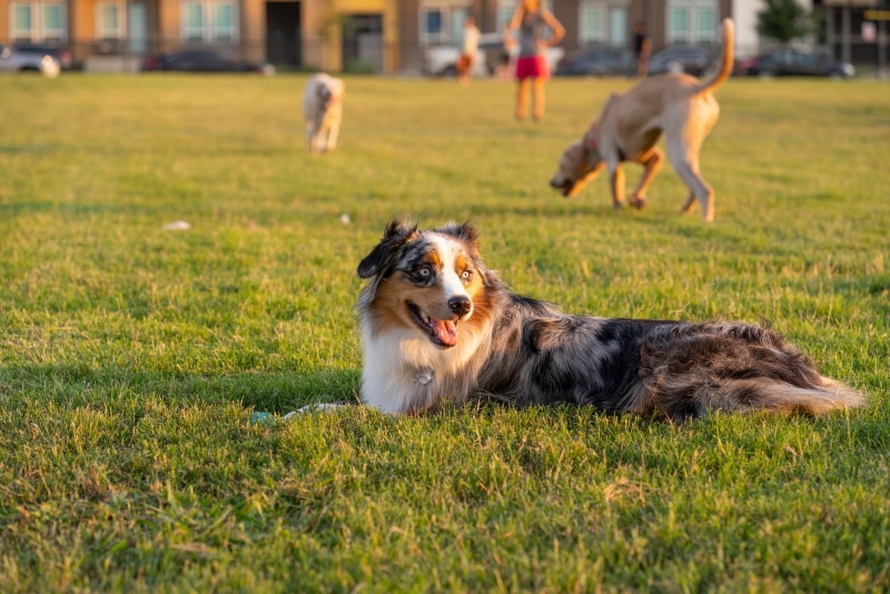 Australian Shepherd lying in the grass with other dogs around