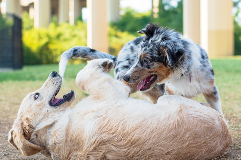 Australian Shepherd playing with Retriever dog