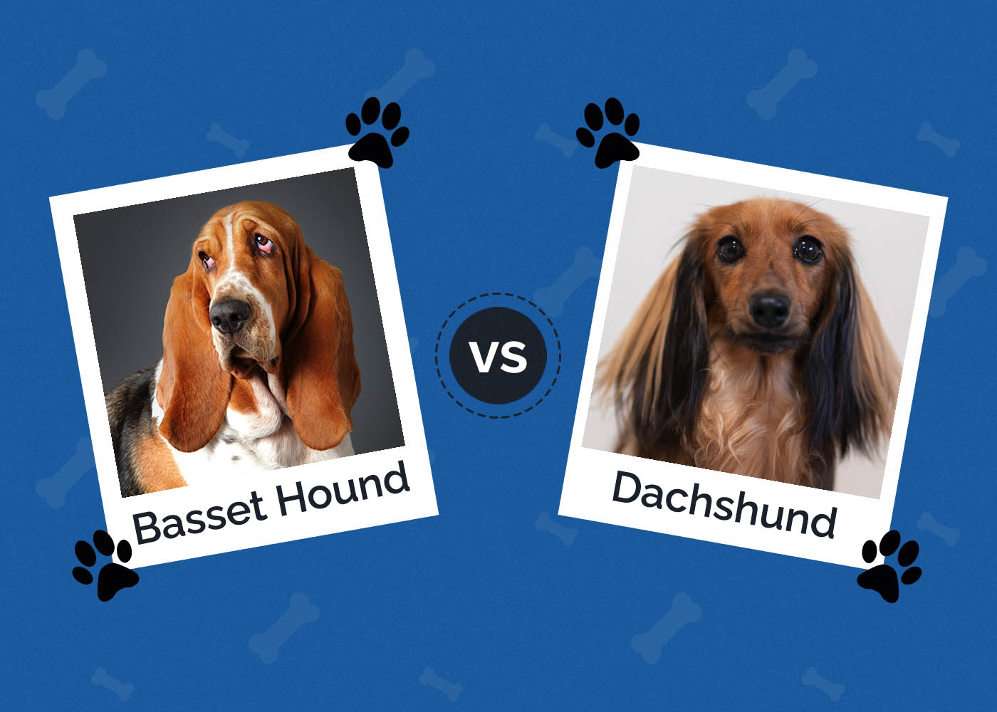 Basset Hound vs Dachshund