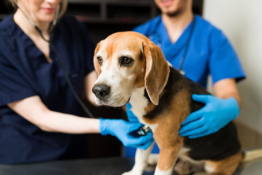 Beagle dog at the veterinarian