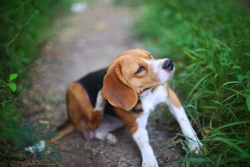 Beagle dog scratching body on green grass outdoor in the yard