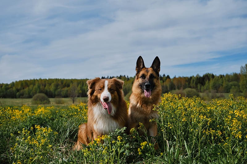 Beautiful German and Australian Shepherds are sitting in rapeseed field and smiling