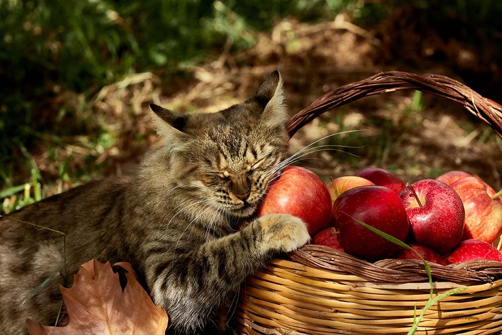 Beautiful striped cat is near the basket with ripe red apples and pumpkin in the autumn garden