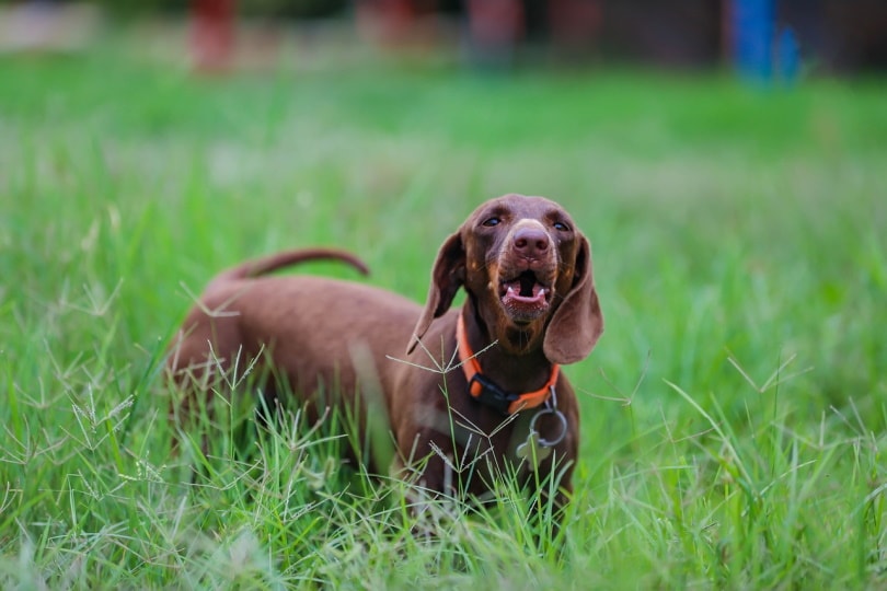 Big brown Dachshund howling in the field