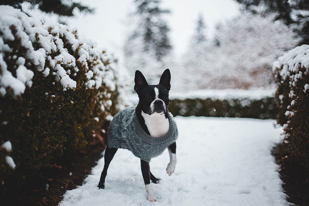 Black and White Dog wearing a sweater on Snow Covered Ground