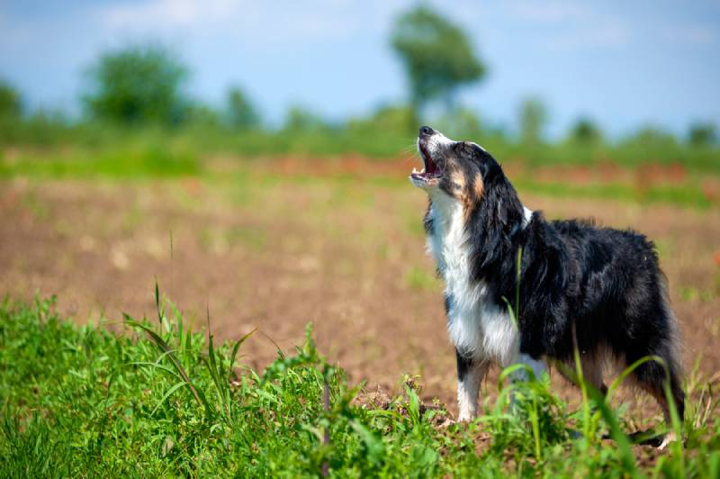 Black tricolor australian shepherd dog howling