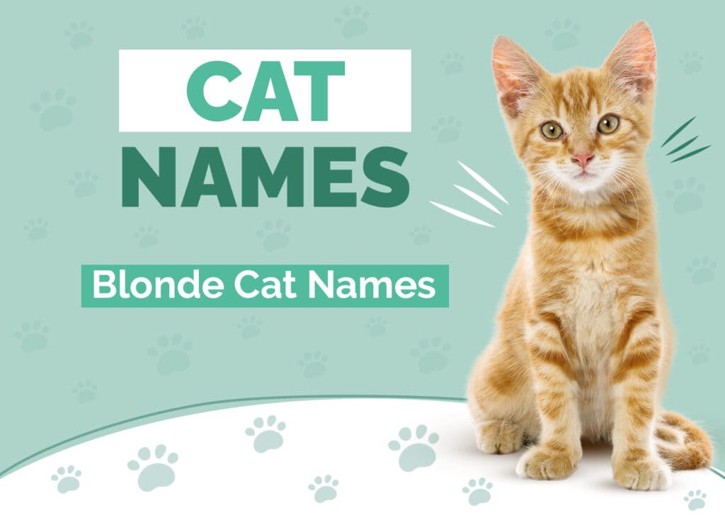 Blonde Cat Names