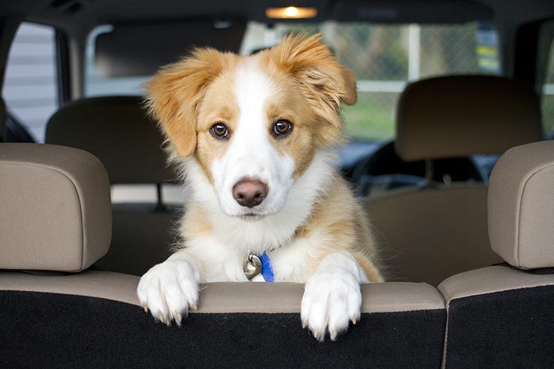 Border Collie puppy sitting looking over the seat waiting close up