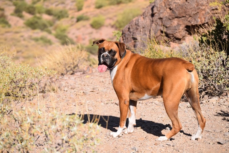 Boxer dog in the woods