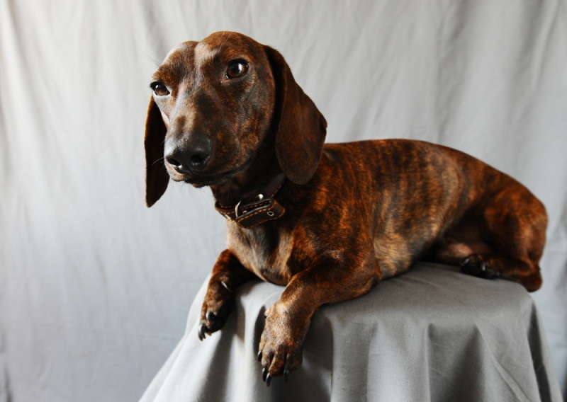 Brindle dachshund sitting in studio