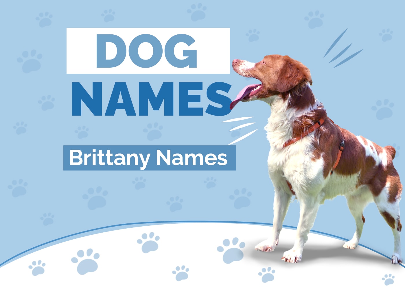 Different Names For Brittanys