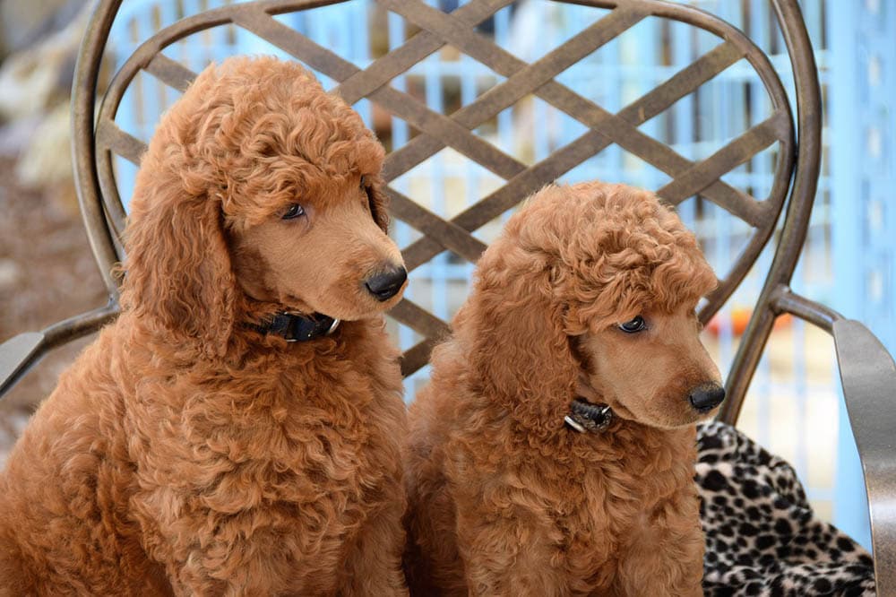 Brown Groomed Poodles