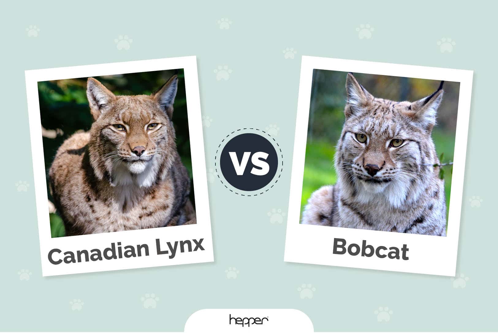Canadian Lynx vs Bobcat