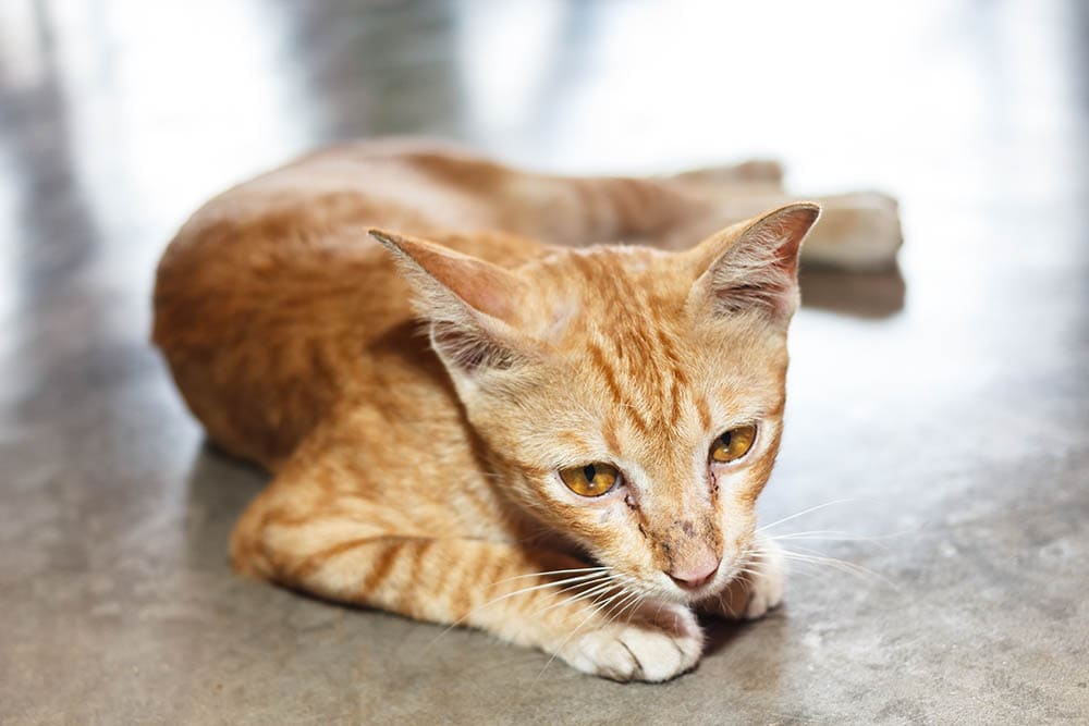 Cat lying on concrete floor