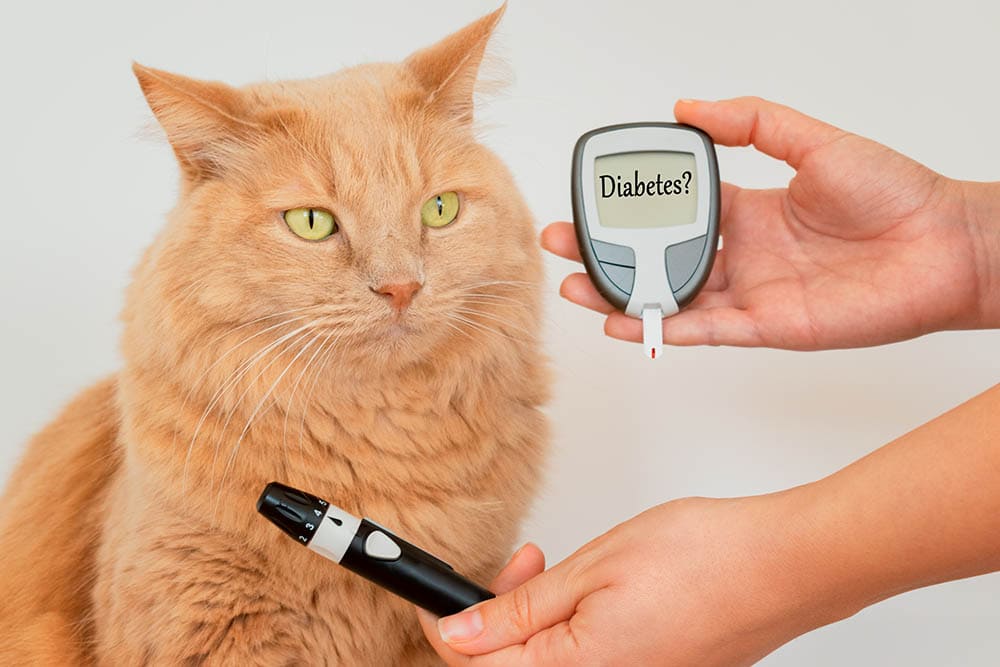 Cat's owner while measuring the blood sugar values of his feline Cat's owner while measuring the blood sugar values of his feline