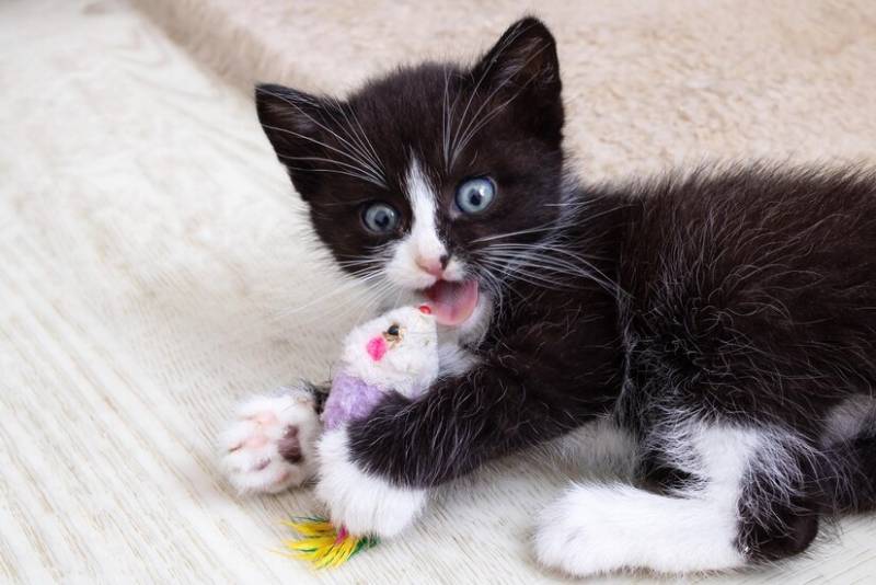 Cheerful black kitten playing with a toy