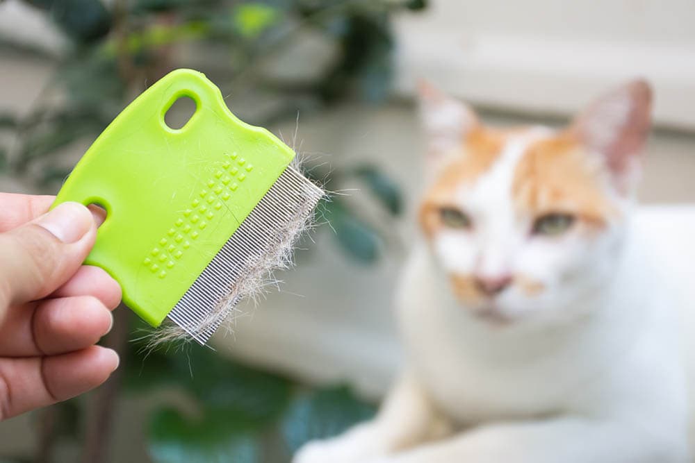 Close up hand holding comb of pet brush with cat fur clump or tuft wool after grooming