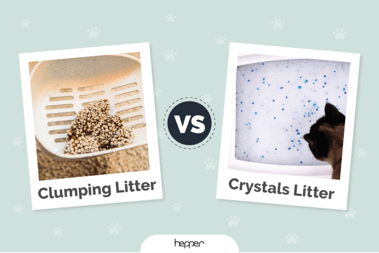 Clumping Litter vs. Crystals Which One Is Better for My Cat? Vet