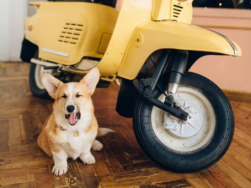 Corgi barking in front of a scooter