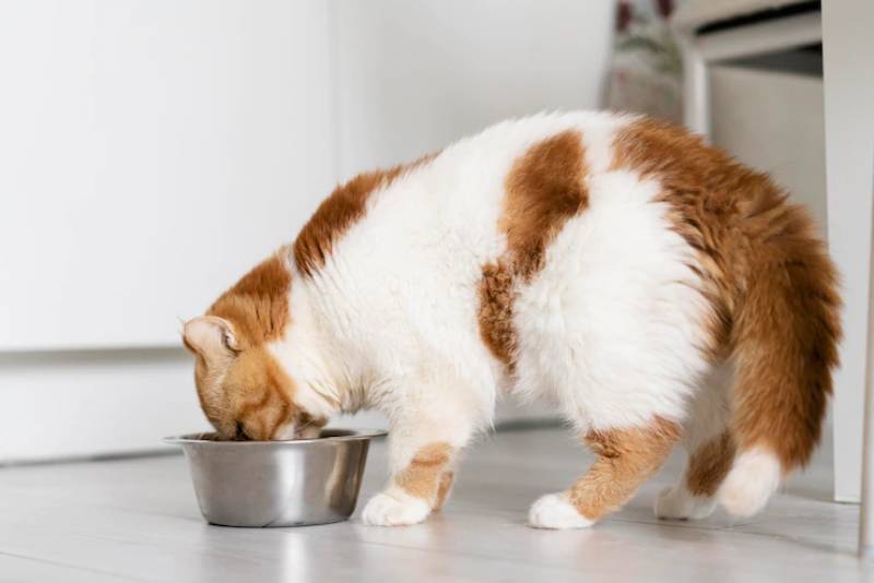 mèo dễ thương ăn thức ăn từ bát