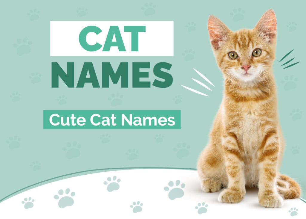 Cute Cat Names