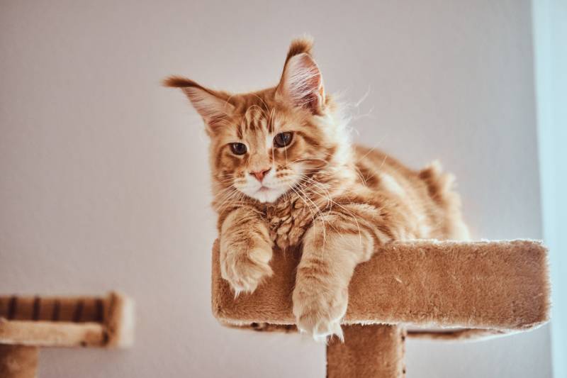 Cute ginger maine coon kitten is lying on special cat's furniture