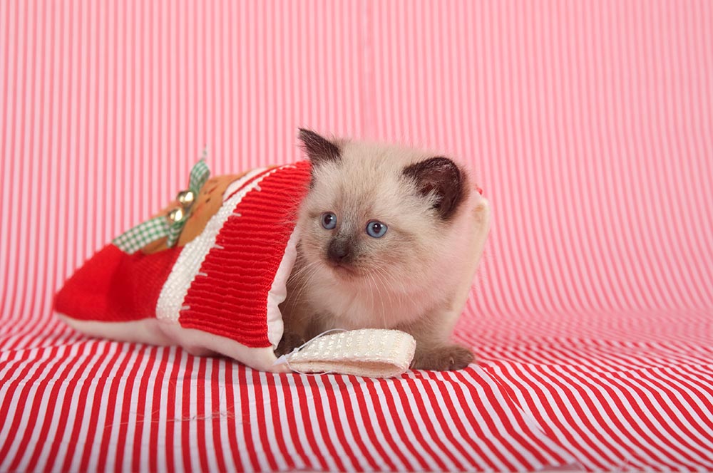 Cute kitten hiding inside of Christmas stocking on red striped background