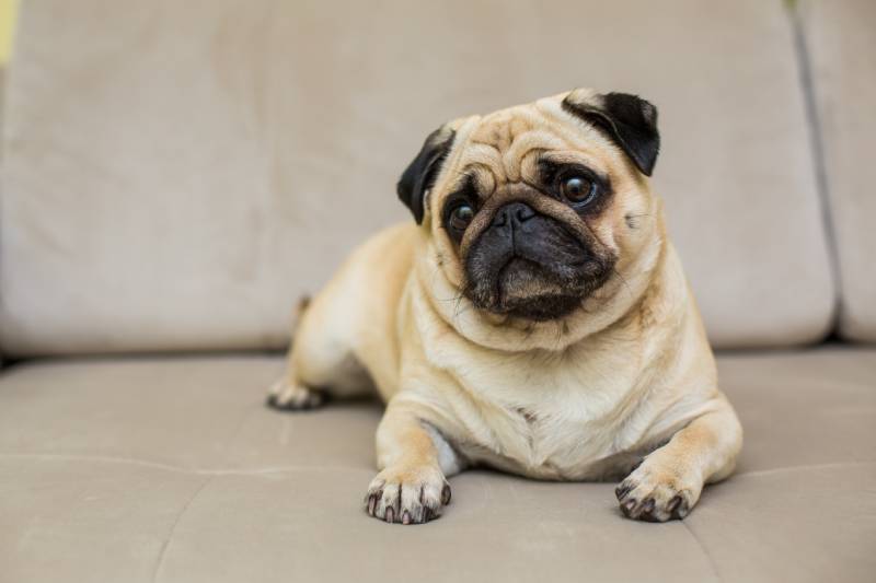 Cute pug laying down on couch at home