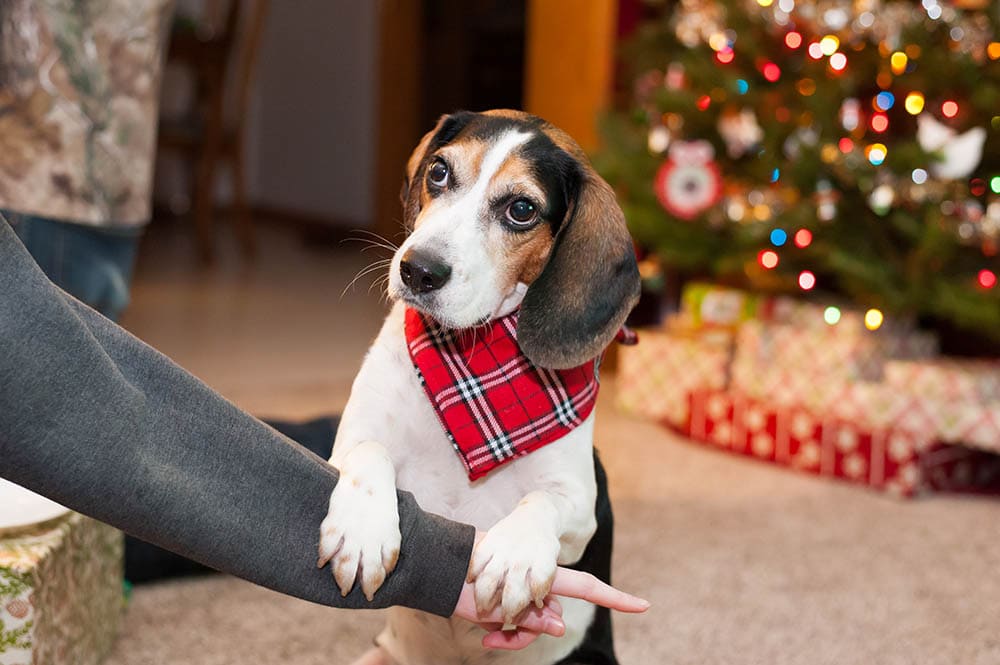 Cute young beagle wearing a bandana