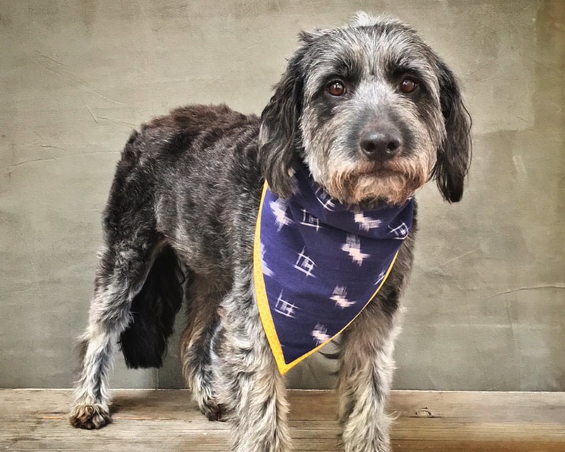 DIY christmas dog bandana