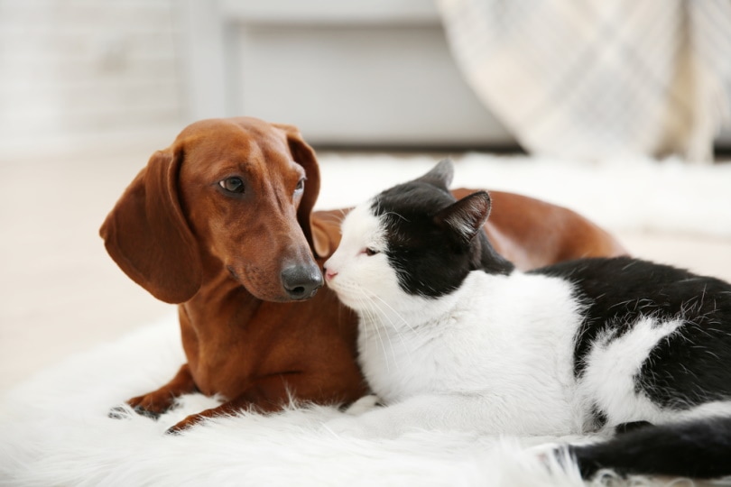 Dachshund and cat lying on white carpet