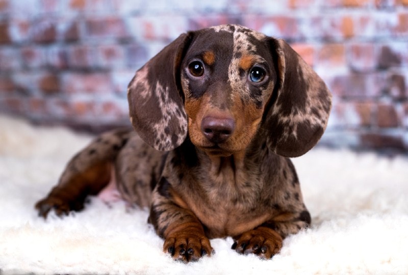 Dapple Dachshund