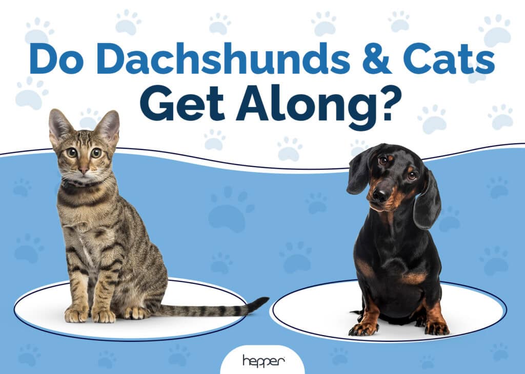 Do Dachshunds and Cats Get Along