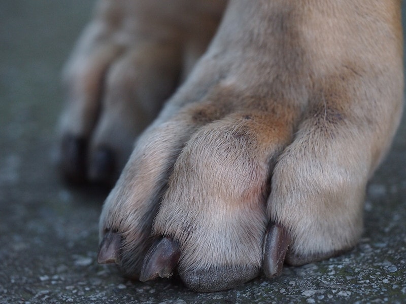 Do Great Danes have Webbed Feet? The Surprising Answer! Hepper