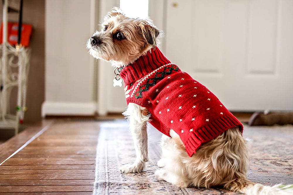Dog wearing a red christmas sweater