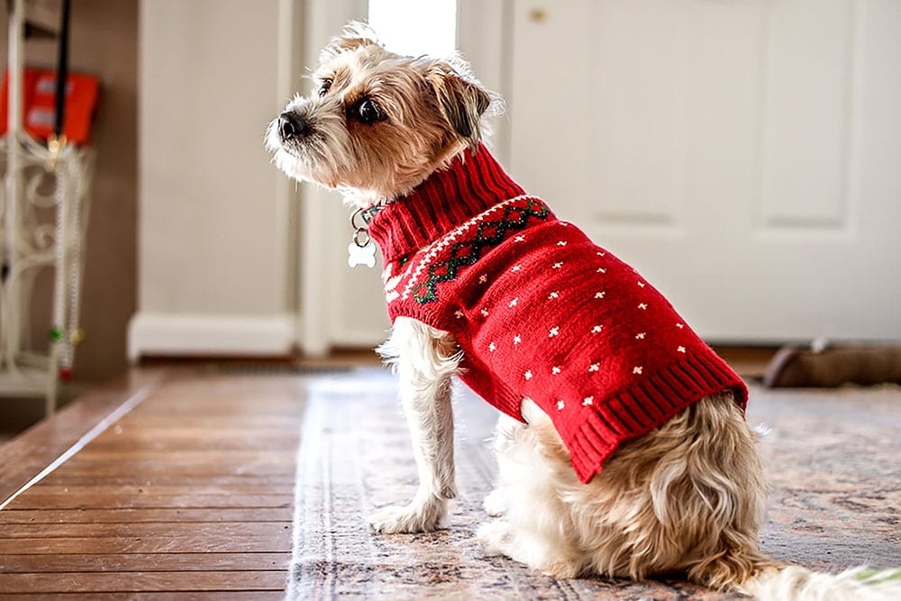 Can Dogs Eat Frosted Mini Wheats Vet Reviewed Facts FAQ Hepper