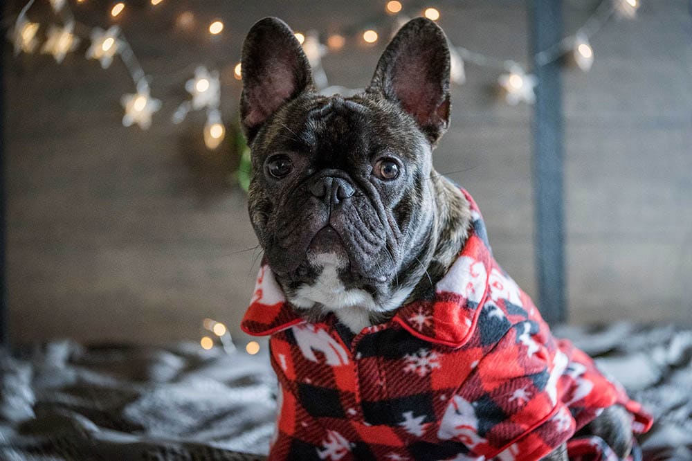 French Bulldog dressed in red, black, and white holiday pajamas