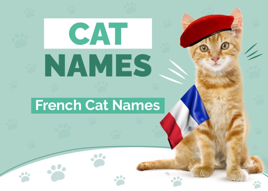 French Names for Cats
