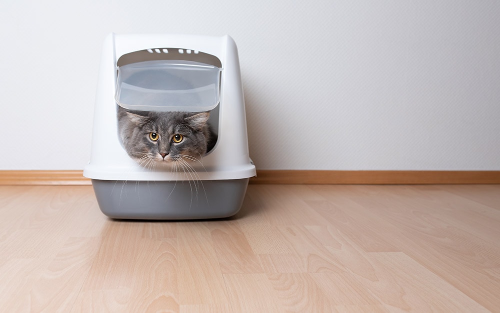 Front view of young blue tabby maine coon cat leaving gray hooded cat litter box