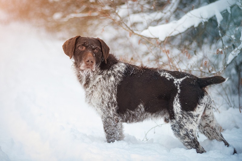 German Wirehaired Pointer