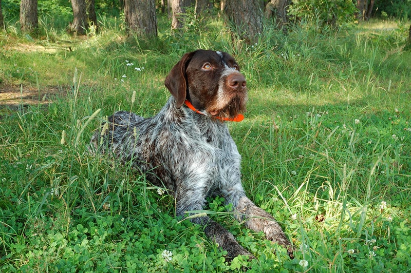 German wirehaired pointer resting in the green grass
