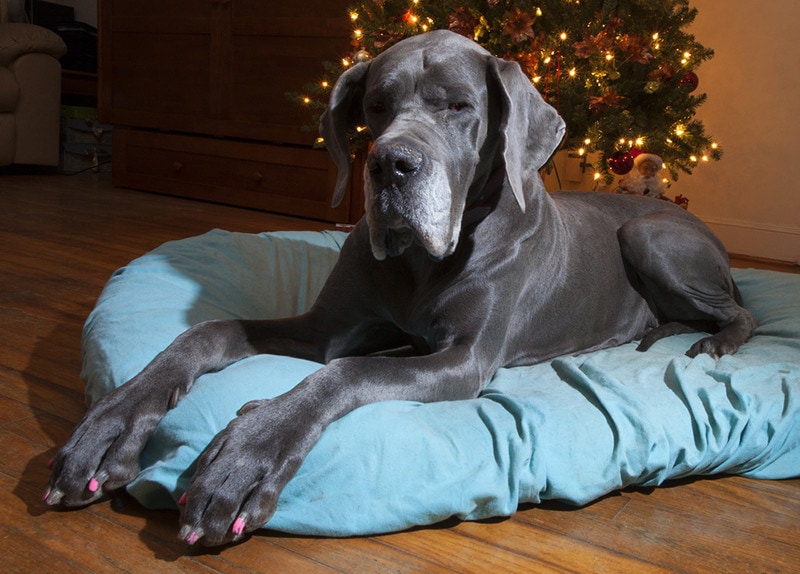 Great Dane Sitting Color Paw