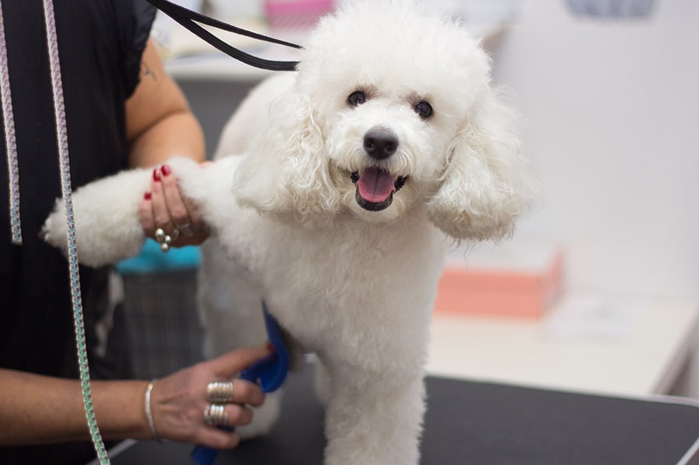 Grooming a little dog in a hair salon for dogs. Beautiful white poodle